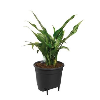 Elho Self-watering Insert Pot a fleurs 44 - Noir - Ø 43 x H 39 cm - intérieuraccessoires - 100% recyclé - 1