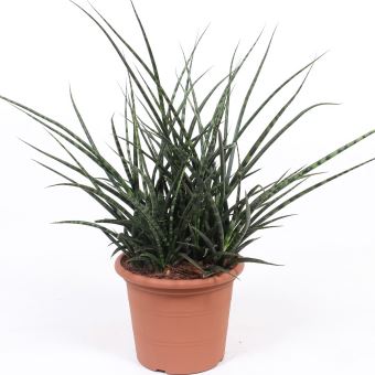 Plante d'intérieur de Botanicly - Langue de belle-mère ...