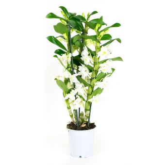 Orchidée Bambou Orchidée Dendrobium Blanche Entretien Orchidee De Botanicly Bambou Orchidee Hauteur 50 Cm 3