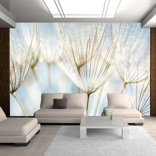 Papier peint | Fond abstrait | 300x231 | Fleurs | Pissenlits | graines de pissenlit |