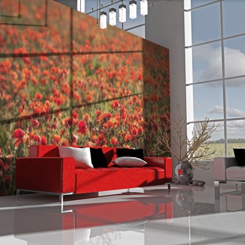 Papier peint - Plein d'été: champ de coquelicots - 400x309 - -