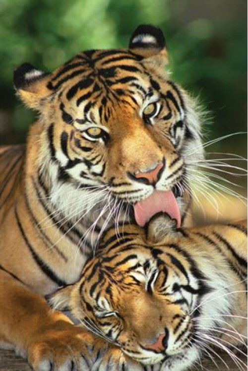 Félins Poster - Tigre, L'amour D'une Mère (91x61 cm)