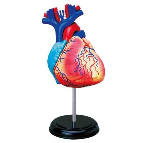 MGM - Explora - Anatomie du coeur - Expérience anatomie