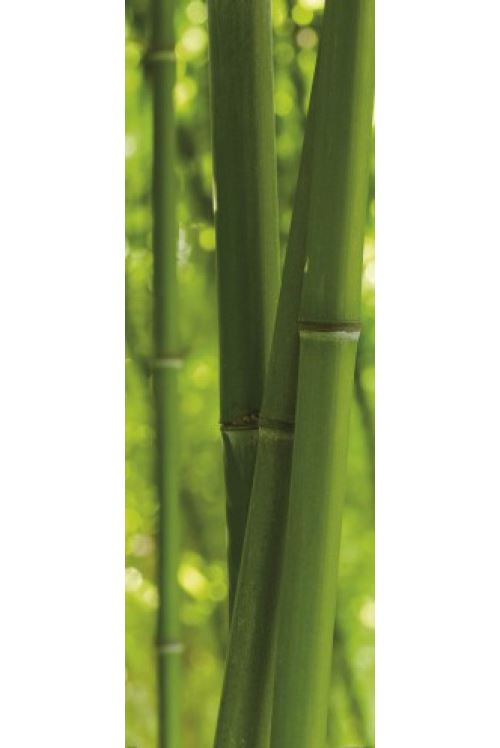 Bambous Poster Reproduction - Forêt De Bambou (158x53 cm)
