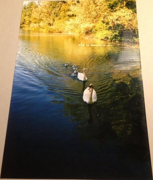 Cygnes - 40x60 cm - AFFICHE / POSTER État correct - N/A reconditionné disponible sur Fnac