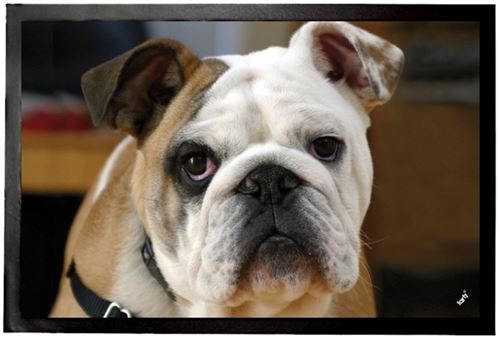 Chiens Paillasson Essuie-Pieds - Jeune Bulldog Anglais (40x60 cm)
