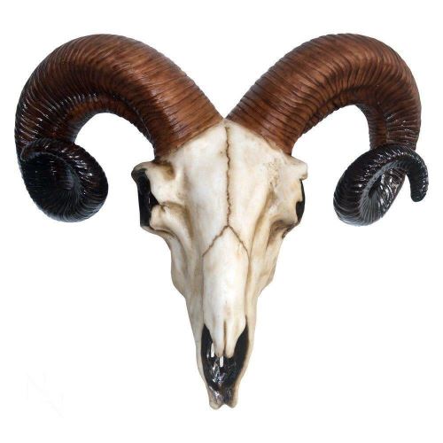Rams crâne moyen 33 cm