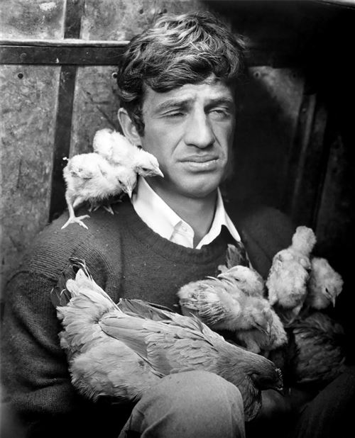 Fabulous Poster Jean paul belmondo poussins (42cm x 52cm)