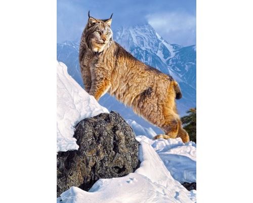 Puzzle 1000 Pièces : Lynx, Castorland