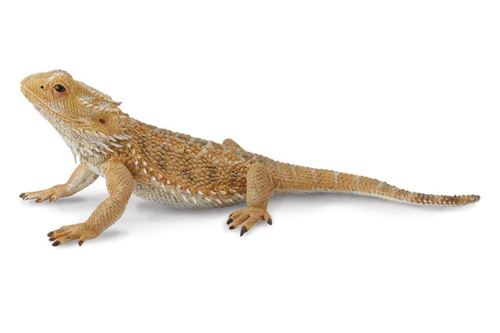 Collecta Bearded Dragon Lizard Toy Figure - Authentic Hand Painted Model