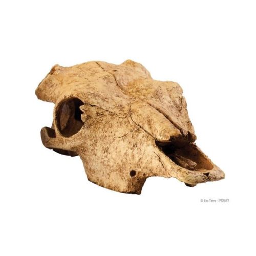 Meilleurs prix pour dã©cor crane bison - exo terra