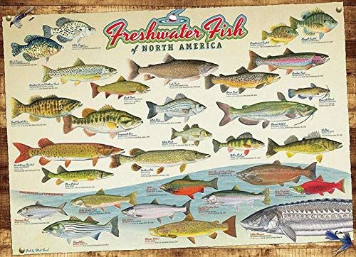 Cobble Hill Freshwater Fish of North America Puzzle (1000 Piece)