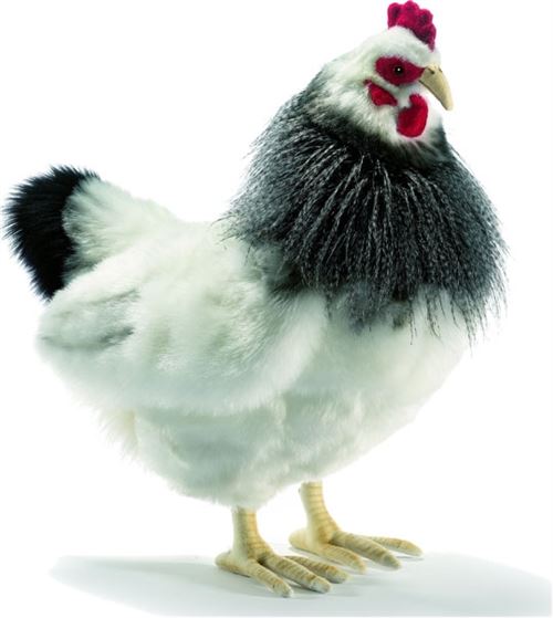 Poule noire et blanche 40cm