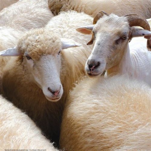Moutons Poster Reproduction - Troupeau De Moutons Blancs (40x40 cm)