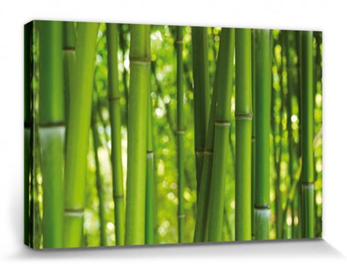 Bambous Poster Reproduction Sur Toile, Tendue Sur Châssis - Forêt De Bambou (20x30 cm)
