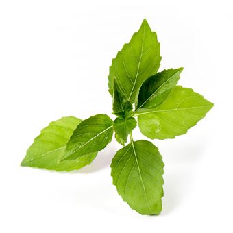 Lingot Véritable Basilic Citron