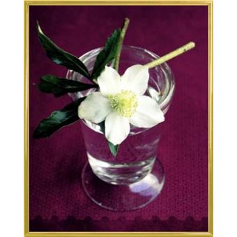 Poster Reproduction Encadré Fleurs Hellébore Blanc Rose