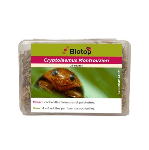 Biotop - 25 coccinelles anti cochenilles