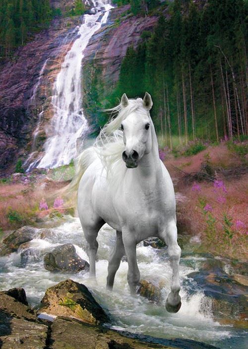 Cheval - 100x140 cm - AFFICHE / POSTER