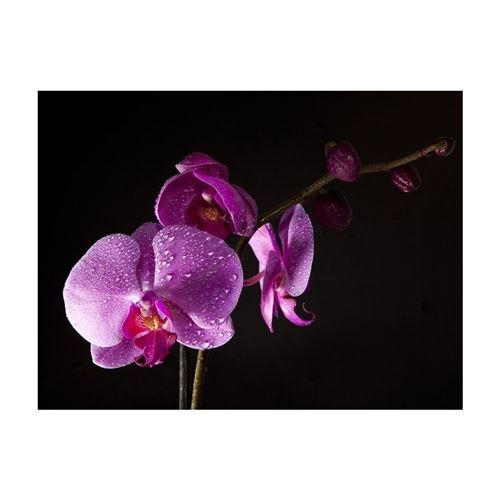 Artgeist - Papier peint - de bon goût orchidée 400x309