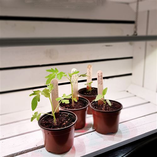 Lampe pour plantes LED Indoor plants 6 W / E27