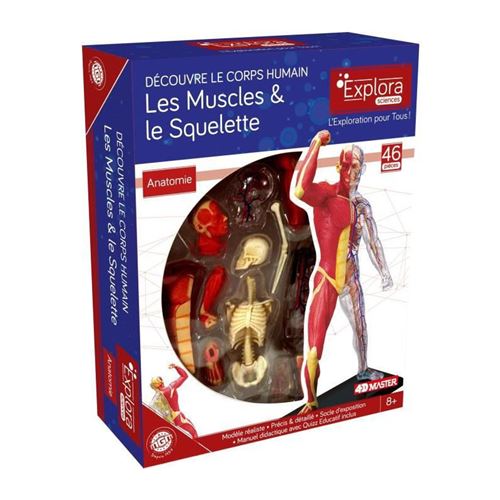 MGM - Explora - Anatomie squelette et muscles - Expérience anatomie