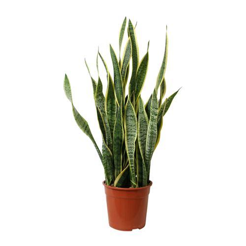 Plantes Mère achat / vente de Plantes pas cher