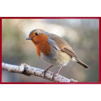 Poster Encadré Oiseaux Rouge Gorge Sur Une Branche 61x91 Cm Cadre Plastique Rouge