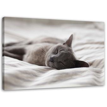 Image Murale Imprimee Tableau Toile Moderne Canevas Chat Dormant Portrait 60x40 Achat Prix Fnac