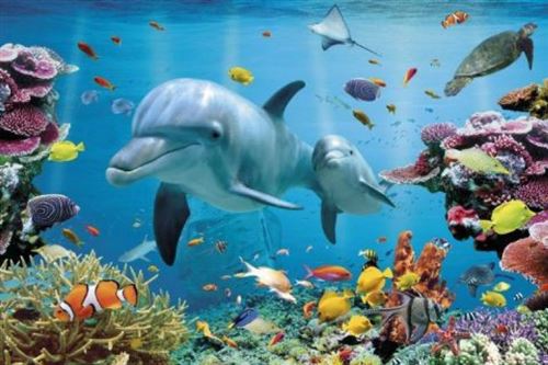 Dauphins Poster - Océan Tropique Enchanté (61x91 cm)