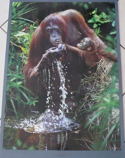Steeve BLOOM - 50x70 cm - AFFICHE / POSTER