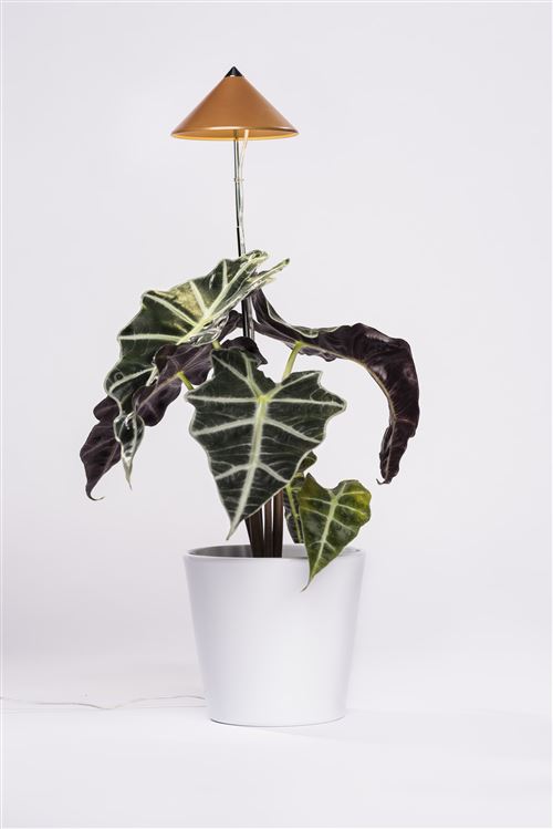Parus by Venso Lampe à plantes SUNLiTE 7W cuivre, lampe de croissance LED avec tige télescopique, lampe de croissance pour plantes d