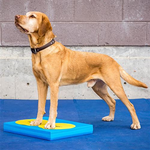 Comparer les prix de FitPAWS Coussin d'équilibre pour animaux de compagnie 38x46x5 cm Bleu