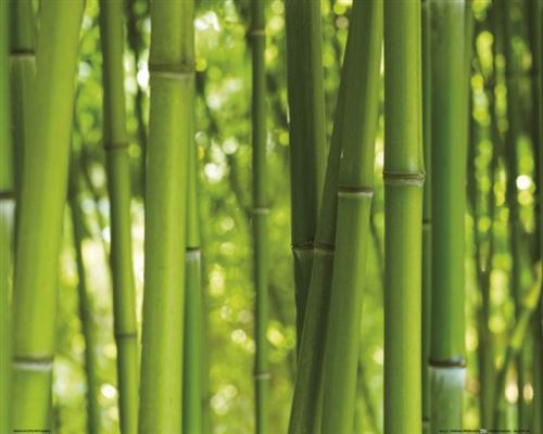 Bambous Poster Reproduction - Forêt De Bambou (40x50 cm)