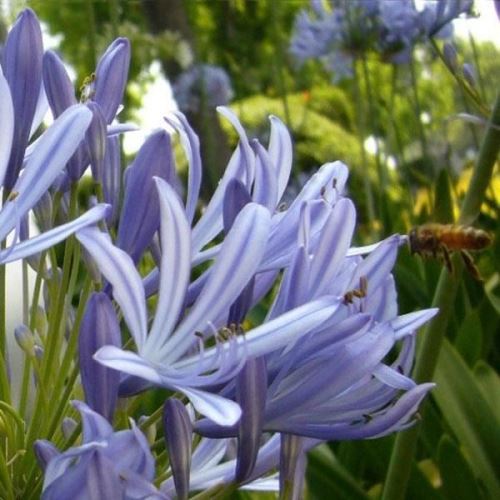 5pcs Rare Graines de fleur de Agapanthus africanus Hoffmgg