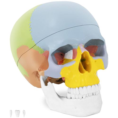 Crâne Humain En Couleurs Crâne Articulé Maquette Anatomique Crâne Didactique 1:1