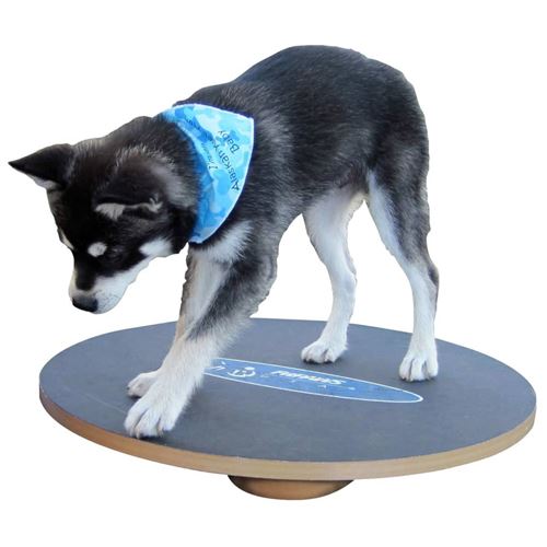 Comparer les prix de FitPAWS Plateau d'équilibre 50 cm Noir