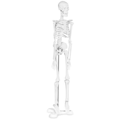 Mini Maquette Squelette Humain Modèle Anatomique Mini Squelette Humain 45Cm Pvc