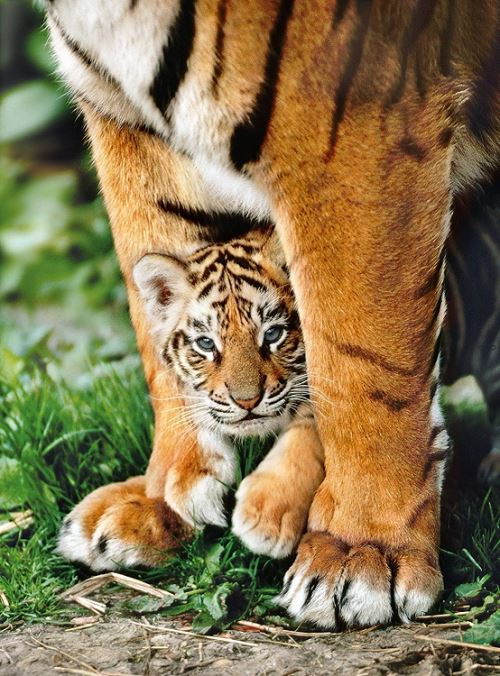 Puzzle tigre du bengale et son bebe - 500 pieces - clementoni - collection animaux sauvages