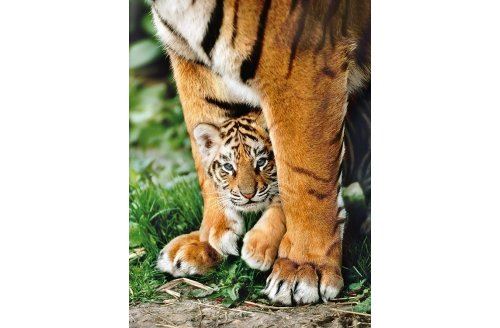 CLEMENTONI Puzzle tigre du bengale et son bebe - 500 pieces -  - collection animaux sauvages 