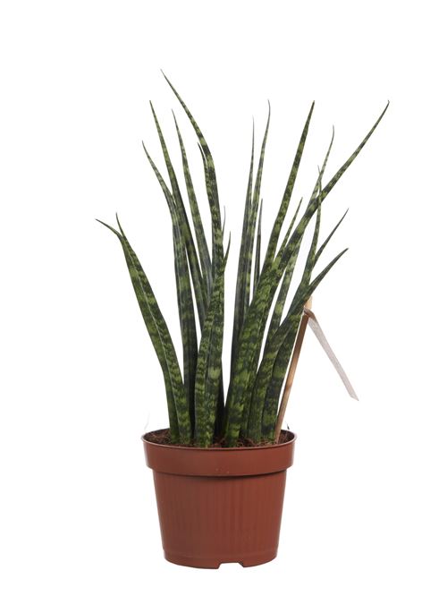Plante d'intérieur de Botanicly – Langue de belle-mère – Hauteur: 40 cm – Sansevieria Fernwood Mikado