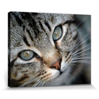 Chats Poster Reproduction Sur Toile Tendue Sur Chassis Portrait D Un Jeune Chat Tigre 40x50 Cm Autre Poster Top Prix Fnac Chats Poster Reproduction Sur Toile Tendue Sur Chassis Portrait D Un Jeune Chat Tigre 40x50 Cm Autre Poster Top Prix Fnac