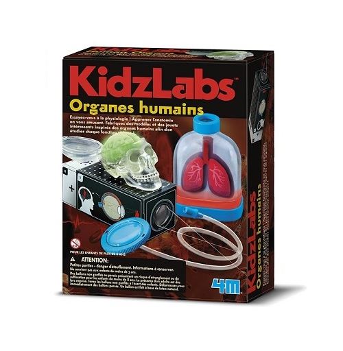 Kit anatomie organes humains - jeu scientifique 8 ans+