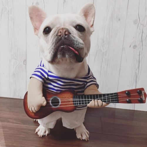 Drole Guitar Player Costume Pour Animaux De Compagnie Halloween Vetements Cosplay Habiller Pour Chat Chien Chiot L Autres Achat Prix Fnac Drole Guitar Player Costume Pour Animaux De Compagnie Halloween Vetements Cosplay Habiller Pour Chat Chien Chiot L Autres Achat Prix Fnac