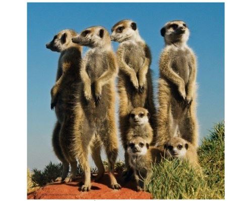 Puzzle 100 Pièces : Edition Weingarten : Suricates, Heye