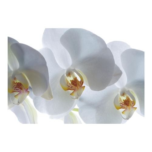 AG ART White orchid, photo murale, 180x127 cm, 1 part