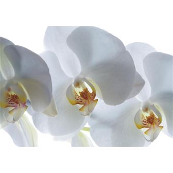 AG ART White orchid, photo murale, 180x127 cm, 1 part - 1