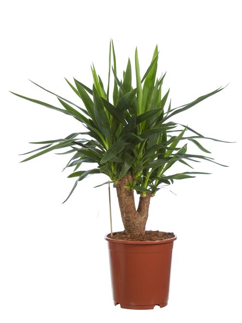 Plante d'intérieur de Botanicly – Pied d'éléphant – Hauteur: 80 cm – Yucca elephantipes