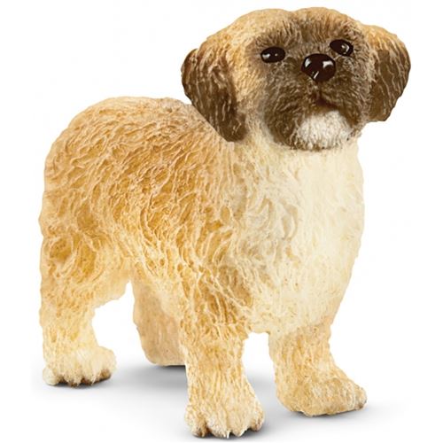 Croisement shih tzu et bichon maltais