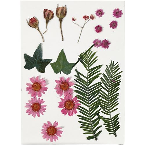 Creotime fleurs et feuilles rouges séchées 19 pièces multicolores